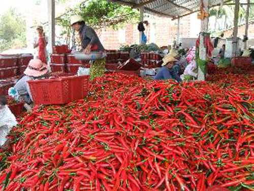 Nông dân thu hoạch ớt