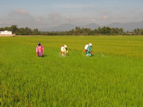 Chuyển đổi trên 2.000 ha đất sản xuất lúa sang sản xuất cây trồng cạn