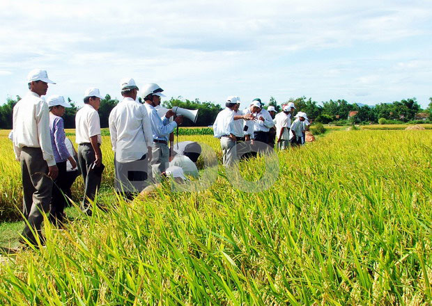 Cánh đồng mẫu lớn sản xuất lúa giống ở An Nhơn. Ảnh: XUÂN THỨC