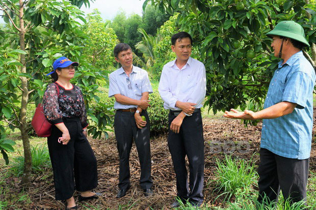 Ông Nguyễn Trọng Đào (bìa phải) giới thiệu vườn bơ 034 của gia đình.