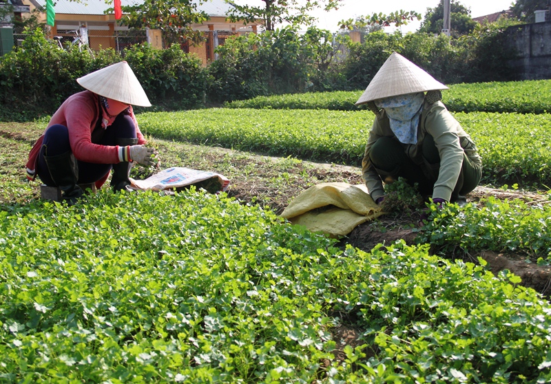 Nông dân trồng rau sạch