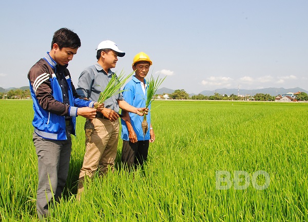 Cán bộ Chi cục Trồng trọt và Bảo vệ thực vật kiểm tra đồng ruộng, hướng dẫn nông dân huyện Tây Sơn phòng trừ sâu bệnh gây hại lúa. Ảnh tư liệu