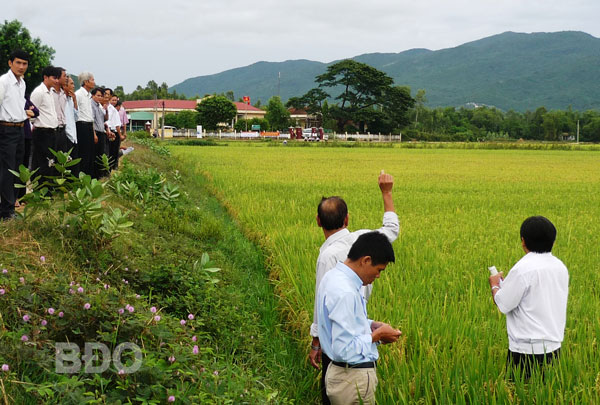 Nông dân tham quan cánh đồng mẫu lớn ở Cát Hưng.  Ảnh: HOÀI TRUNG