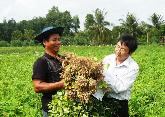  Mô hình chuyển đổi đất lúa kém hiệu quả sang trồng đậu phụng ở xã Cát Hiệp (Phù Cát). Ảnh: NGUYỄN HÂN