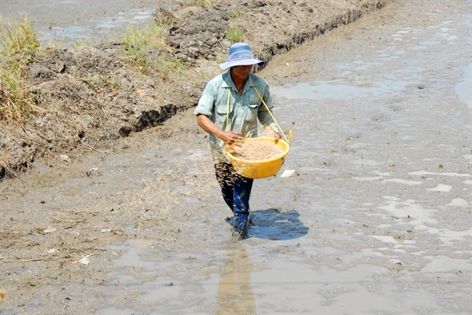 Nông dân gieo sạ trên canh đồng