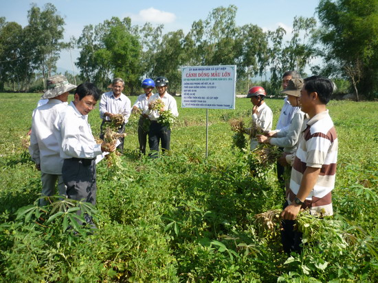  Hội viên CCB huyện Phù Cát tham quan cánh đồng mẫu lớn sản xuất đậu phụng. Ảnh: TRƯỜNG GIANG