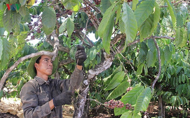 Cà phê là một trong những mặt hàng nông sản của Việt Nam đã có mặt tại Châu Phi.