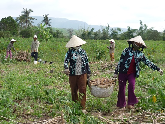 Nông dân xã Canh Thuận thu hoạch mì.