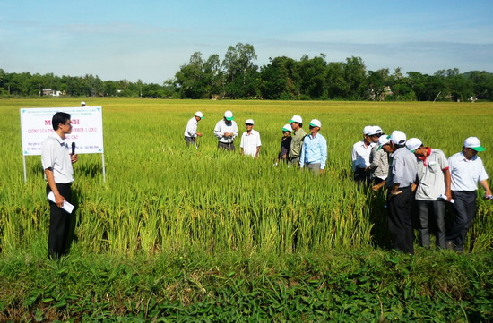 Nông dân tham quan cánh đồng mẫu lớn sản xuất lúa vụ Đông Xuân 2016-2017 tại Nhơn Hạnh. Ảnh: N.HÂN