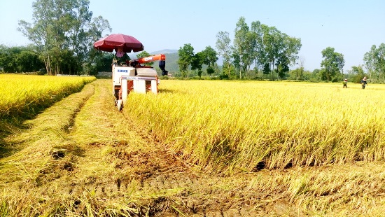 Nông dân Nhơn Thọ thu hoạch lúa Đông Xuân 2017 đạt năng suất 68 tạ/ha. Ảnh: XUÂN THỨC