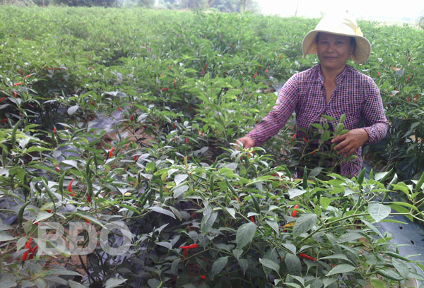 Nhờ chuyển đổi đất lúa kém hiệu quả sang trồng ớt, gia đình chị Phan Thị Thúy Trinh, ở xã Bình Hòa đã có được thu nhập khá.