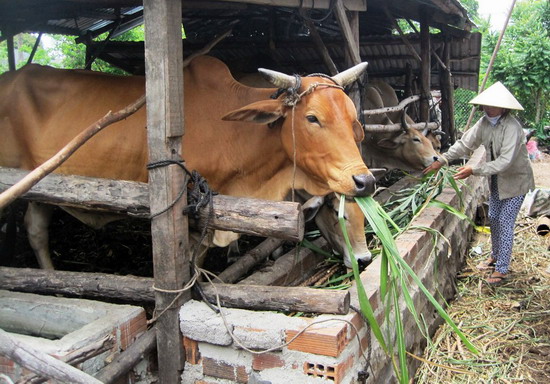 An Hòa: Phát triển mô hình trồng cỏ nuôi bò nhốt chuồng