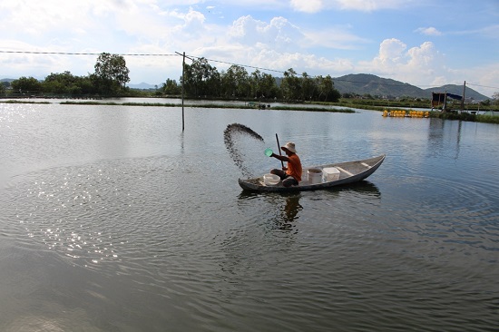 Vùng nuôi tôm bán thâm canh tại xã Phước Sơn (Tuy Phước).