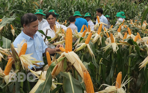  Nông dân xã Cát Tài, huyện Phù Cát chuyển đổi có hiệu quả những diện tích đất sản xuất lúa kém hiệu quả sang trồng bắp.