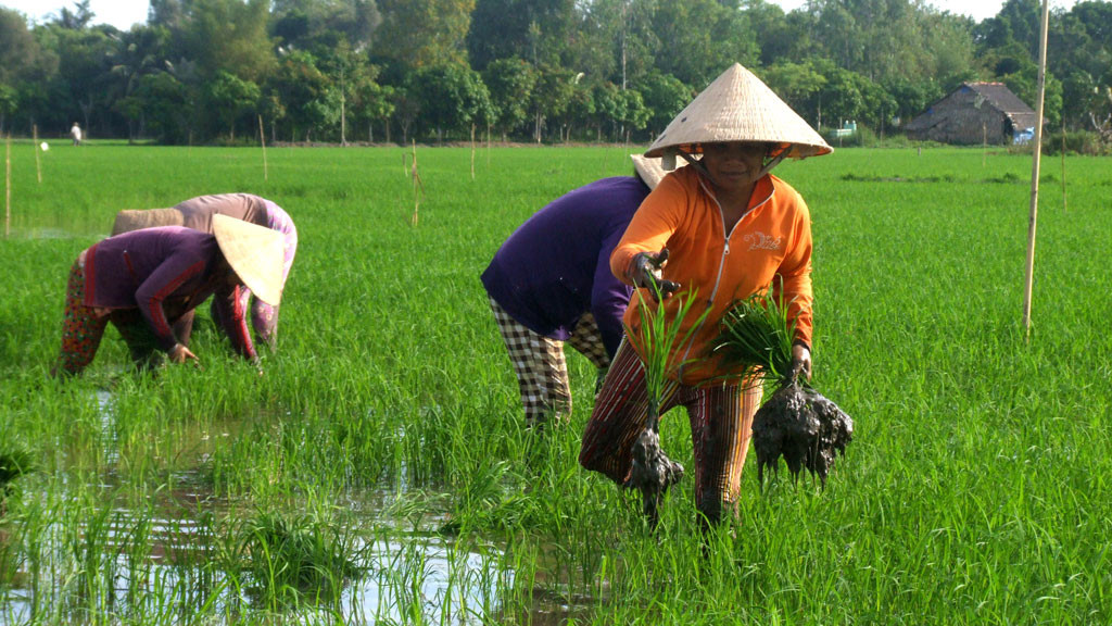 Lịch thời vụ và cơ cấu giống lúa sản xuất vụ Hè Thu 2017 trên địa bàn tỉnh Bình Định