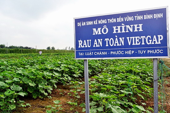 Mô hình sản xuất rau an toàn VietGAP của HTXNN Phước Hiệp. Ảnh: X.THỨC