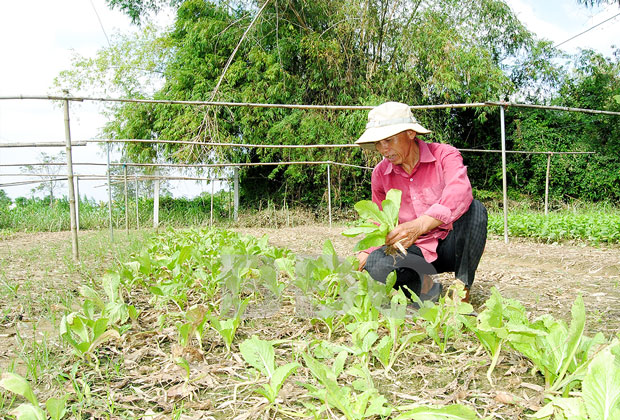 Nông dân ở Phước Hiệp nhổ bỏ những cây rau bị hư hại để làm đất trồng vụ rau mới.  Ảnh: NGỌC NHUẬN